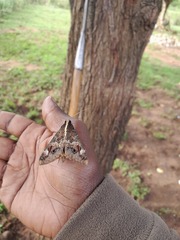 Sphingomorpha chlorea