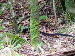 Dispholidus typus typus