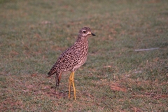 Burhinus capensis