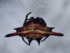Gasteracantha diardi
