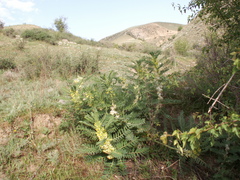 Astragalus sieversianus