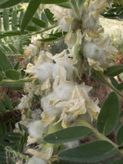 Astragalus sieversianus