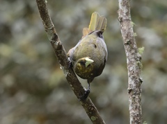 Psarocolius atrovirens