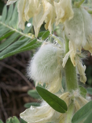 Astragalus sieversianus