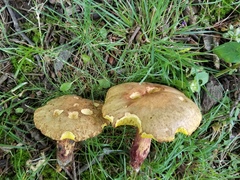 Hemileccinum