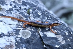 Lyciasalamandra flavimembris