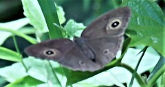 Mycalesis mineus