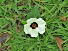 Hibiscus cannabinus