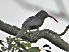 Phoeniculus purpureus purpureus
