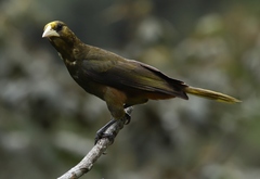 Psarocolius atrovirens