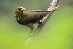 Psarocolius atrovirens