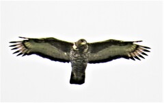 Stephanoaetus coronatus