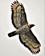 Stephanoaetus coronatus