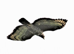 Stephanoaetus coronatus