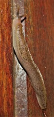 Urocyclus kirkii