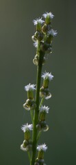 Triglochin palustris