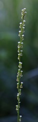 Triglochin palustris