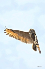 Bubo bengalensis