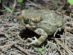 Bufotes viridis sitibundus