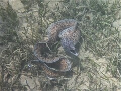 Gymnothorax annasona