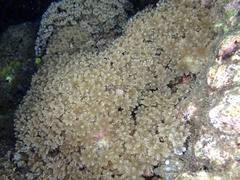 Clavularia