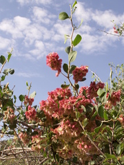 Atraphaxis pyrifolia