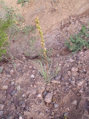 Eremurus zoae