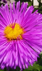 Aster alpinus