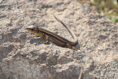 Lacerta diplochondrodes