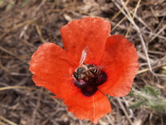 Papaver pavoninum