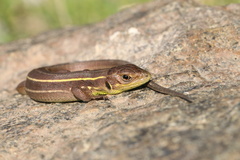 Lacerta diplochondrodes