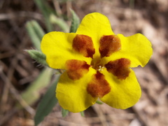 Arnebia coerulea