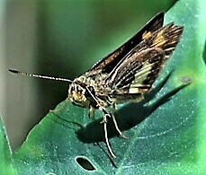 Oriens paragola
