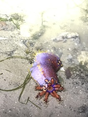 Pseudocolochirus violaceus