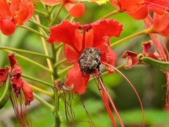 Protaetia fusca