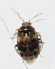 Deraeocoris nebulosus
