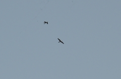 Anhinga melanogaster