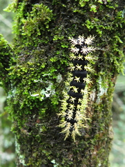 Leucanella leucane