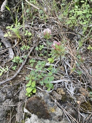 Trifolium stellatum image