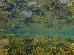 Acanthopagrus australis