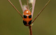 Ceratobasis koenigii