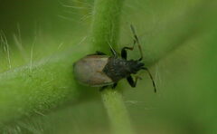 Oxycarenidae