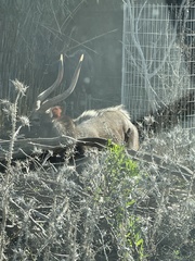 Tragelaphus
