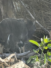 Tragelaphus
