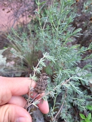Lavandula stoechas