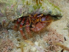 Dardanus crassimanus