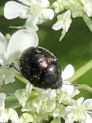 Corimelaena lateralis