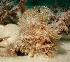 Antennarius striatus