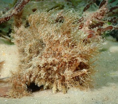 Antennarius striatus