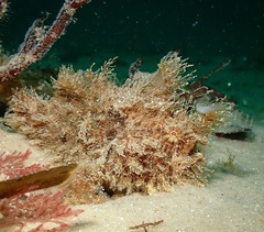 Antennarius striatus